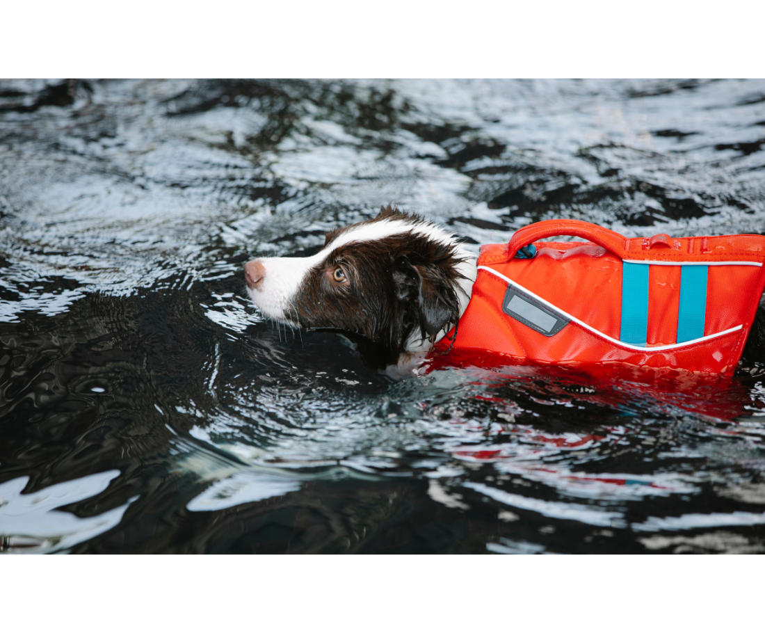Keep your dog or cat safe with a pet life jacket
