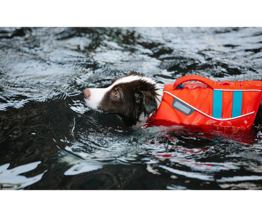 Keep your dog or cat safe with a pet life jacket