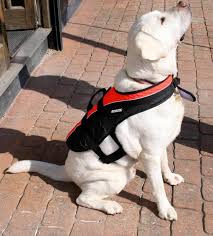 Baltic Pet Buoyancy Aid XXL - 40kg++