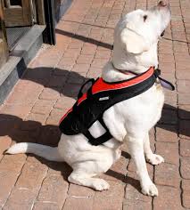 BALTIC Pet Buoyancy Aid -Large 15-40kg