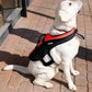 BALTIC Pet Buoyancy Aid XL 40kg+