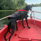 BALTIC Pet Buoyancy Aid -Large 15-40kg
