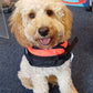 BALTIC Pet Buoyancy Aid Medium - 8-15kg Red/Black